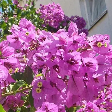 Hvar بيت ضيافة هفار