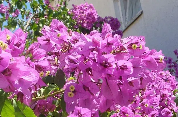 Hvar Affittacamere Hvar Town